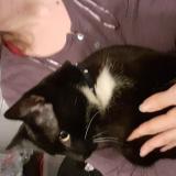 Picture of cat found at Osny