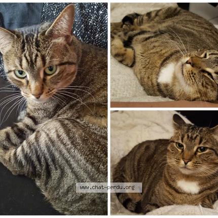 Photo 1/1 Gaïa Chat lost in Le cap d agde