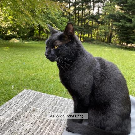 Foto van vermiste kat in Kraainem