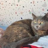 Picture of cat lost at Brest