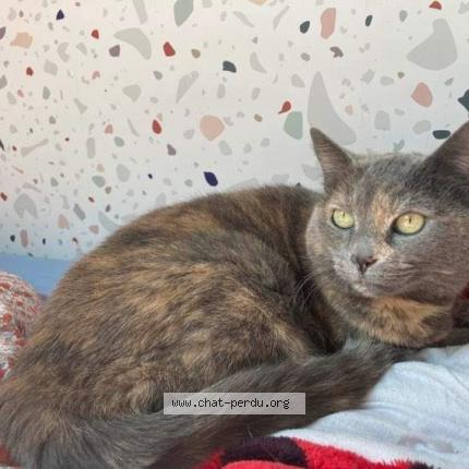 Photo 1/1 Cat reunited Lost in Brest