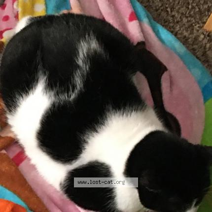 Picture of cat lost at Menno