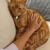 Picture of cat lost at Calgary