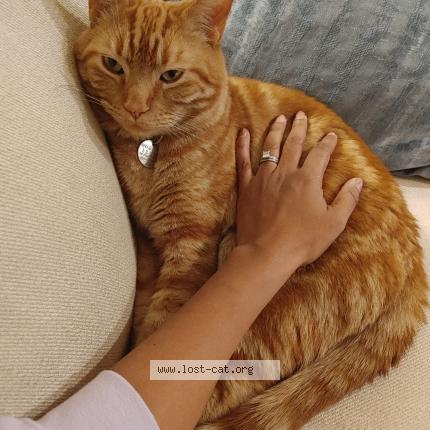 Photo 1/1 Cat reunited Lost in Calgary