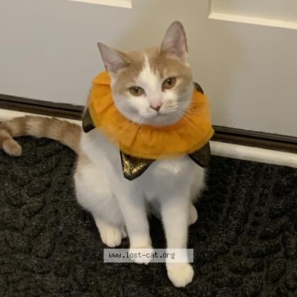 Photo 1/1 Reunited cat Lost in Byron Center