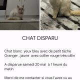 Picture of cat lost at Villefontaine