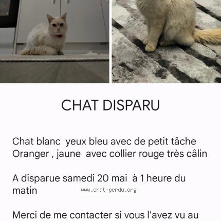 Photo 1/1 Cat reunited Lost in Villefontaine