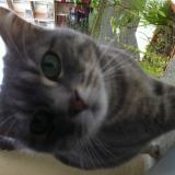 Picture of cat found at Blagnac