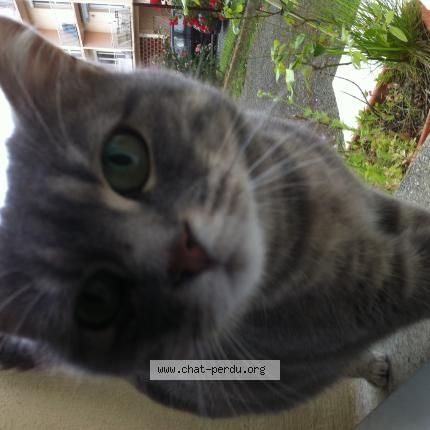 Photo 1/1 Cat reunited Found in Blagnac