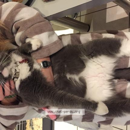 Foto van vermiste kat in Bellecourt