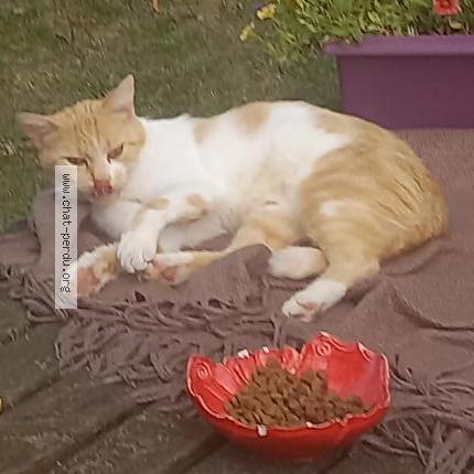 Photo 2/2 Isabelle Fezard Chat lost in Brou