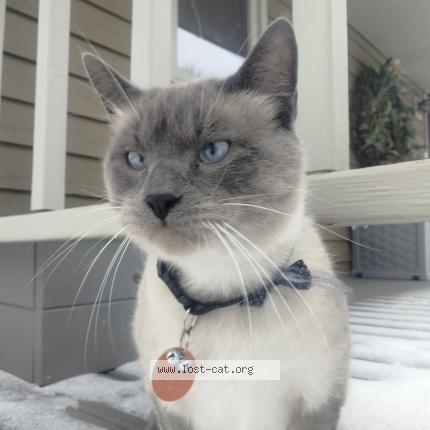 Photo 1/1 Reunited cat Lost in Oconomowoc