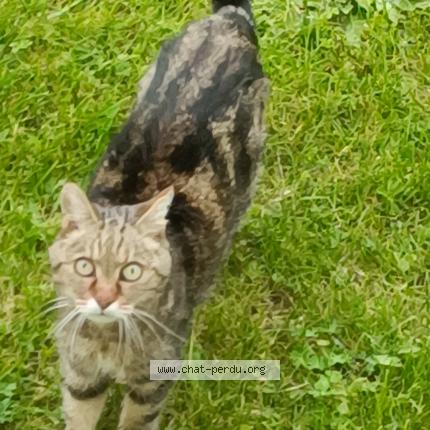 Foto einer gefundenen Katze in Cernier
