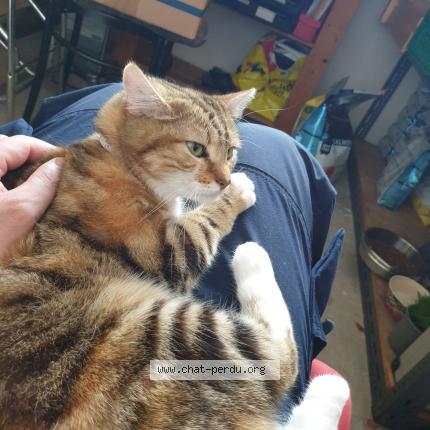 Foto 1/1 Wiedergefundene Katze Verloren in La Chaux De Fonds