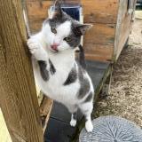 Picture of cat lost at Sevran