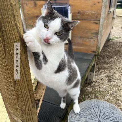 Photo 1/1 Michka Chat lost in Sevran