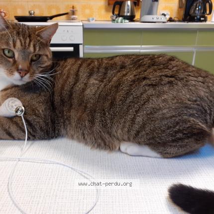 Foto 1/1 Kat teruggevonden Vermist in La Hestre