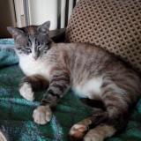 Picture of cat lost at Montauban