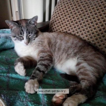 Photo 1/1 Bambou Chat lost in Montauban