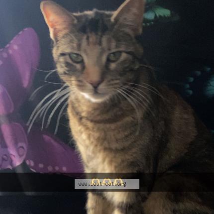 Photo 1/1 Reunited cat Lost in Holly