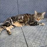 Picture of cat lost at Monteux