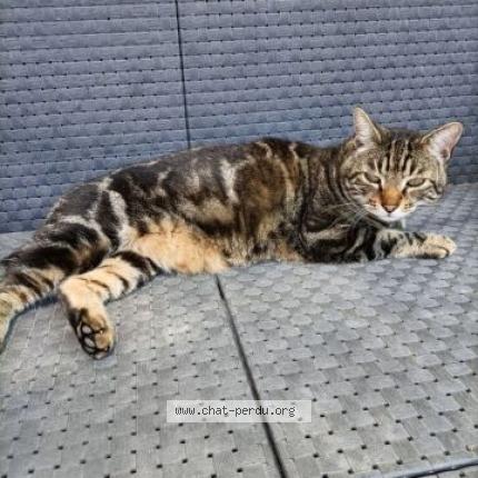 Photo 1/1 Moustache Chat lost in Monteux