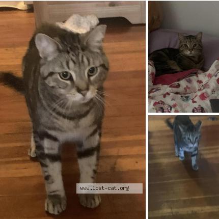 Picture of cat lost at Troy