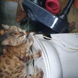 Picture of cat found at Villejuif