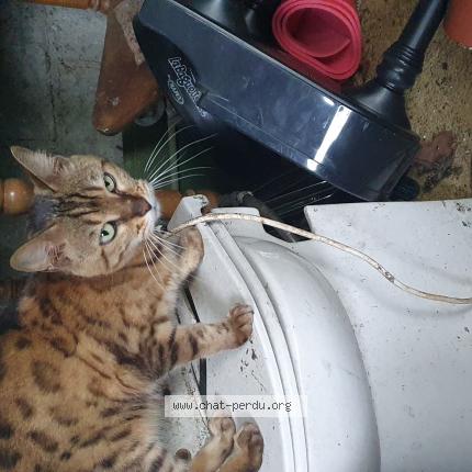 Photo 1/1 Cat reunited Found in Villejuif