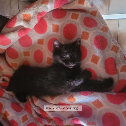 Foto van vermiste kat in Milmort