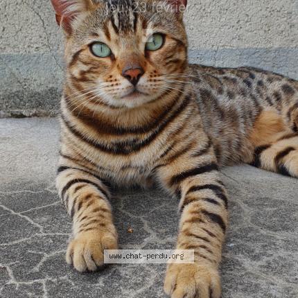Foto 1/1 Wiedergefundene Katze Verloren in Praz Vully