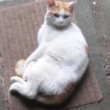 Picture of cat lost at Niort