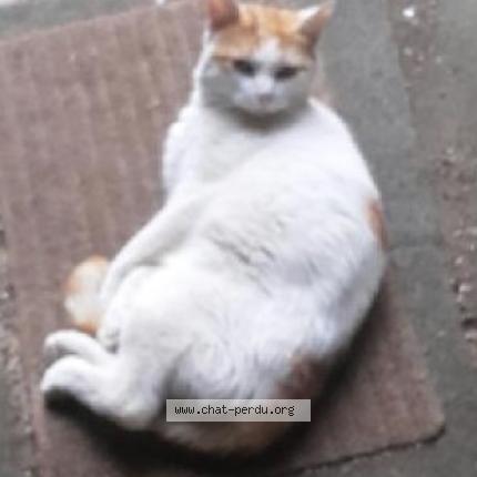 Photo 1/1 pilou Chat lost in Niort