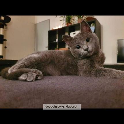 Photo 1/1 Cachemire Chat lost in Rognonas