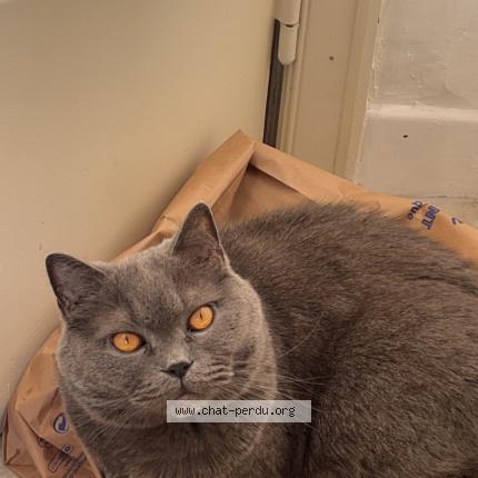 Foto van vermiste kat in Bruxelles