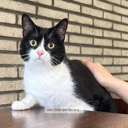 Foto van vermiste kat in Bruxelles