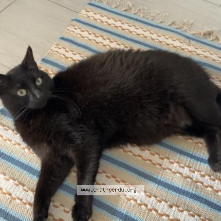 Foto 1/1 Kat teruggevonden Vermist in Molenbeek Saint Jean Bruxelles