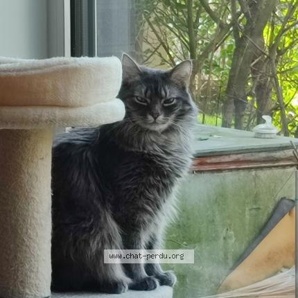Foto van vermiste kat in Forest