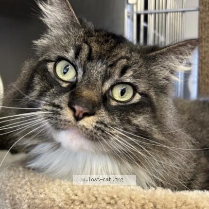 Photo 1/1 Cat reunited Lost in New westminster