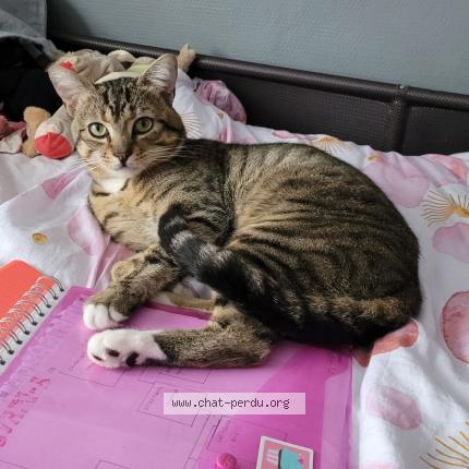Foto van vermiste kat in Lot