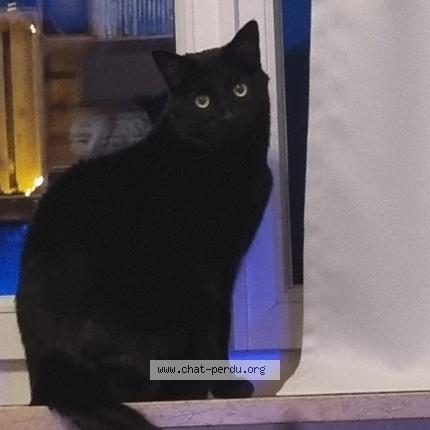 Foto einer verlorenen Katze in Tavannes
