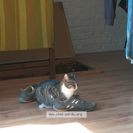 Foto van vermiste kat in Ixelles