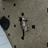 Picture of cat lost at Lynde