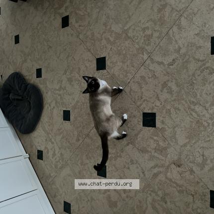 Photo 1/1 Perle Chat lost in Lynde