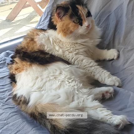 Foto 1/1 Kat teruggevonden Vermist in Uccle