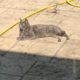 Picture of cat found at Valmondois