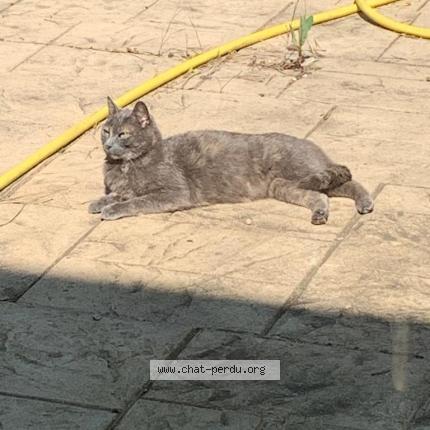 Photo 1/1 Cat reunited Found in Valmondois