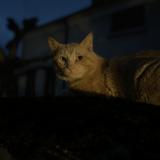 Picture of cat lost at Garchizy