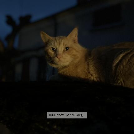 Photo 1/1 Cat reunited Lost in Garchizy