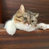 Skipper